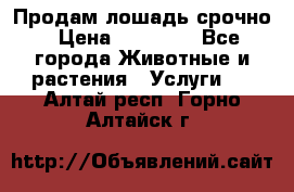 Продам лошадь срочно › Цена ­ 30 000 - Все города Животные и растения » Услуги   . Алтай респ.,Горно-Алтайск г.